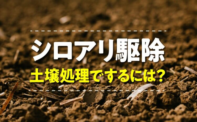 シロアリ駆除を土壌処理でするには？正しい使い方で駆除しよう