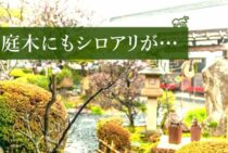 庭木にもシロアリが！正しい駆除方法と対策を知って再発防止をしよう