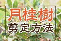 月桂樹の剪定時期・方法を解説！庭木の成長に必要な手入れを解説