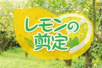 レモンの剪定に適切な時期と手順とは？実を付けるためのポイントも！