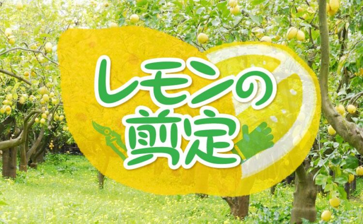 レモンの剪定に適切な時期と手順とは？実を付けるためのポイントも！