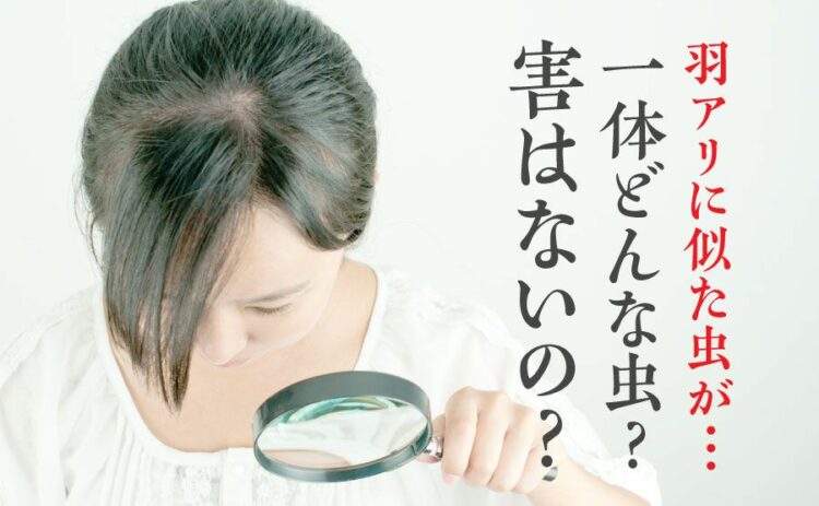 羽アリに似た虫がいるけど…一体どんな虫？害はないの？詳しく解説！