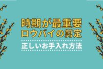 ロウバイの剪定で重要なのは時期！栽培に欠かせない正しい手入れ方法