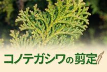 コノテガシワの剪定には注意が必要！ポイントを知って長く育てよう！