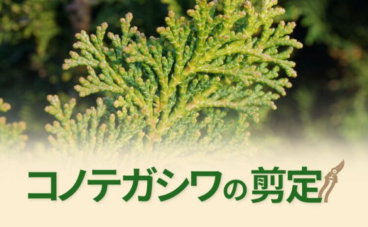 コノテガシワの剪定には注意が必要！ポイントを知って長く育てよう！