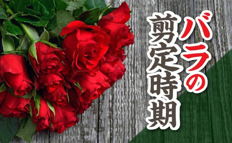 バラの剪定時期と方法を種類ごとに解説！場合によっては業者に依頼を