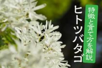 ヒトツバタゴの特徴と育て方を解説！きれいな花を見るコツを知ろう！