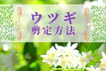 ウツギは剪定でもっと美しくなる。そのための剪定方法をご紹介