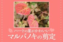 初心者にはマルバノキがおすすめ！かわいらしいハートの葉を楽しもう