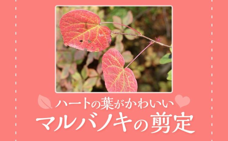 初心者にはマルバノキがおすすめ！かわいらしいハートの葉を楽しもう