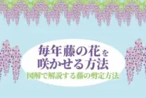 藤の剪定時期は夏と冬の2回！毎年花を咲かせる方法をイラストで解説