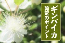 ギンバイカの剪定には注意が必要！きれいな花を見るための方法とは