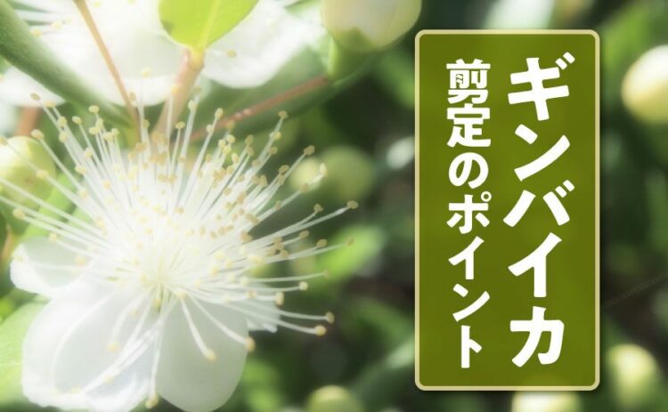 ギンバイカの剪定には注意が必要！きれいな花を見るための方法とは
