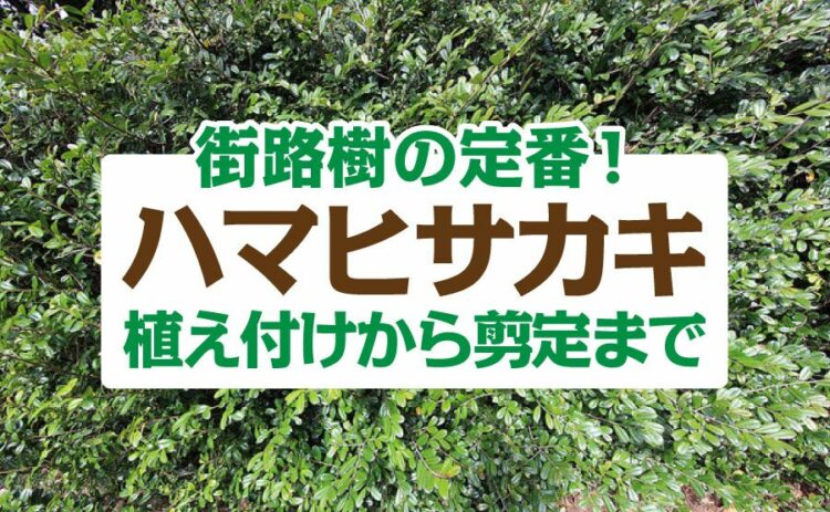 街路樹の定番ハマヒサカキの育て方！植えつけから剪定まで