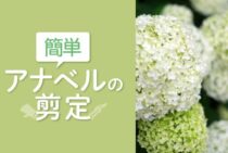 アナベルの剪定は簡単！アジサイとの違いを知ってきれいに咲かせよう