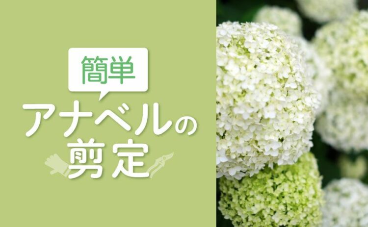 アナベルの剪定は簡単！アジサイとの違いを知ってきれいに咲かせよう