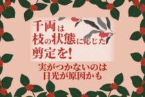千両の剪定は枝の年齢によって変えよう！実をつける育てかたもご紹介