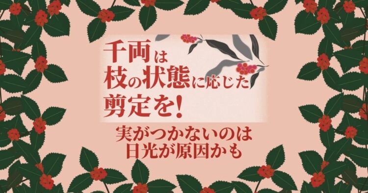 千両の剪定は枝の年齢によって変えよう！実をつける育てかたもご紹介