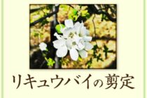 リキュウバイを剪定するときのポイントは？お手入れのコツを覚えよう
