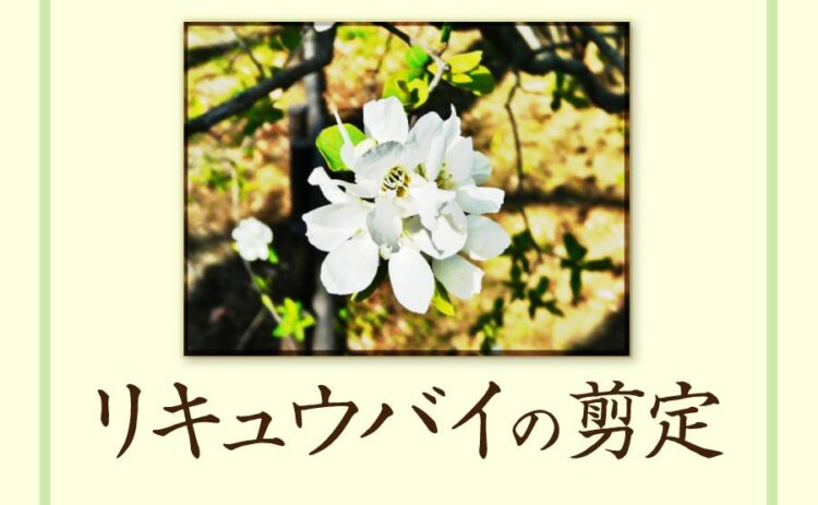 リキュウバイを剪定するときのポイントは？お手入れのコツを覚えよう