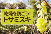トサミズキは乾燥を防ぐことが大切！剪定も行い春に美しい花をみよう