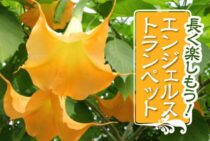魅力的なエンジェルストランペット！美しい花を咲かせ長く楽しむ方法