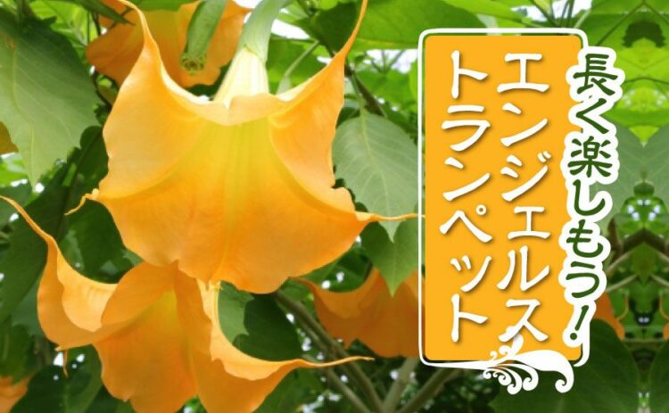 魅力的なエンジェルストランペット！美しい花を咲かせ長く楽しむ方法