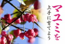 マユミはどうやって育てたらきれいな実がつく？上手に育てる方法とは