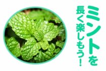 ミントの剪定は思い切りが大事！香りよいミントを長く楽しむコツとは