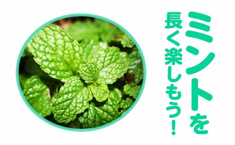 ミントの剪定は思い切りが大事！香りよいミントを長く楽しむコツとは