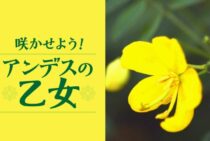 アンデスの乙女をキレイに咲かせよう。育てる方法と注意点を紹介