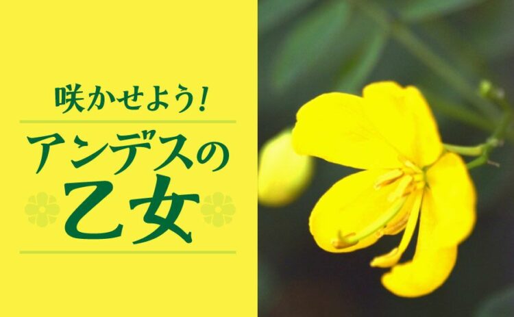 アンデスの乙女をキレイに咲かせよう。育てる方法と注意点を紹介