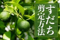 すだちの剪定方法とは？剪定の時期や必要な道具までたっぷりご紹介！
