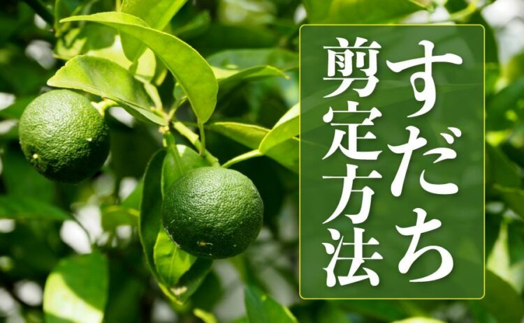すだちの剪定方法とは？剪定の時期や必要な道具までたっぷりご紹介！