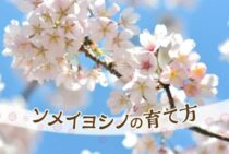 ソメイヨシノの育て方まとめ！本当は必要な剪定の注意点をご紹介！
