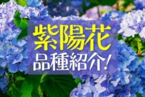 紫陽花の品種をご紹介！気に入ったものを自分の家で育ててみよう！