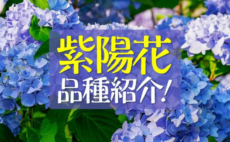 紫陽花の品種をご紹介！気に入ったものを自分の家で育ててみよう！