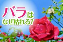 バラが枯れるのはなぜ？原因を知って二度と枯れないように対策しよう