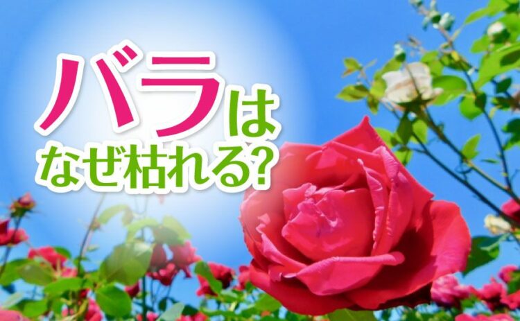 バラが枯れるのはなぜ？原因を知って二度と枯れないように対策しよう