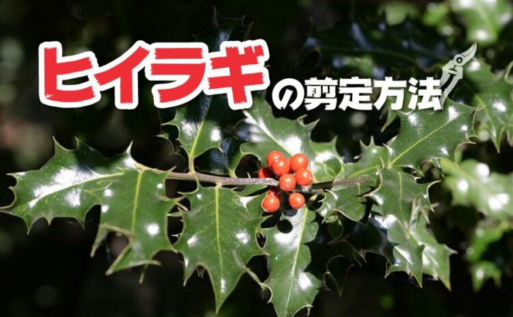 ヒイラギを剪定する時期や方法を紹介！基本の育て方もおさらいしよう