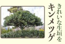 キンメツゲを剪定しよう！きれいな生垣を作る方法とポイントを解説