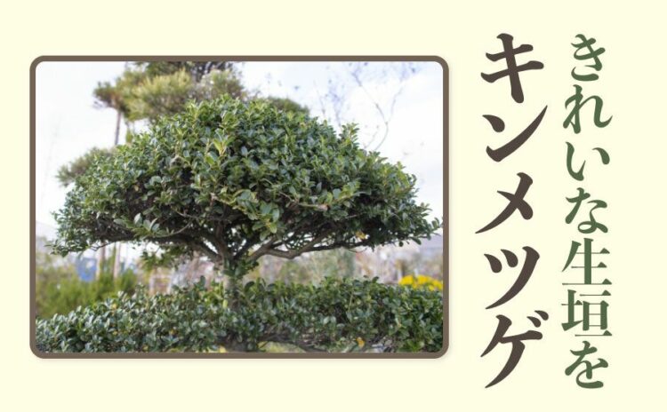 キンメツゲを剪定しよう！きれいな生垣を作る方法とポイントを解説