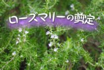 ローズマリーは剪定方法で見た目や成長が変化！正しいのを選択しよう
