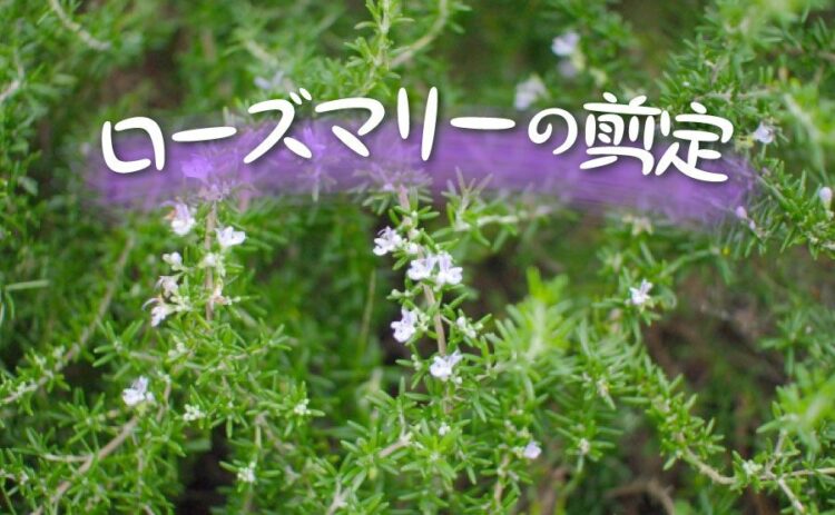 ローズマリーは剪定方法で見た目や成長が変化！正しいのを選択しよう