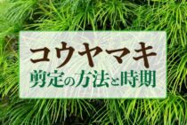 コウヤマキの剪定方法とベストな時期をご紹介！きれいな樹形の保ち方