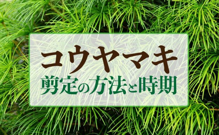 コウヤマキの剪定方法とベストな時期をご紹介！きれいな樹形の保ち方