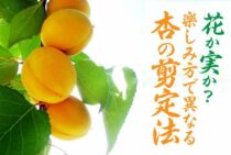 杏の剪定は花と実を楽しみたい場合で異なります！適切な方法とは？