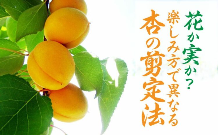 杏の剪定は花と実を楽しみたい場合で異なります！適切な方法とは？
