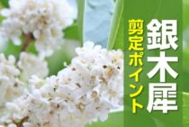 銀木犀の木を剪定しよう！きれいな花を咲かせる2つのポイント