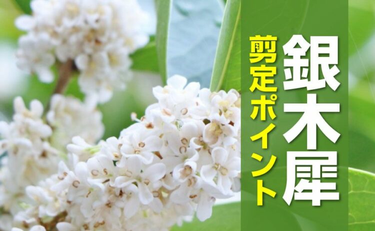 銀木犀の木を剪定しよう！きれいな花を咲かせる2つのポイント